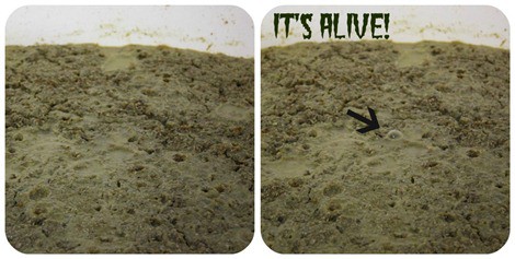 Tuthilltown Spirits Mash Collage