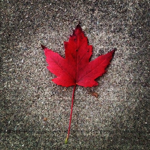 Maple Leaf {Nutmeg Nanny}
