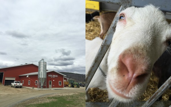 ayers brook farm vermont