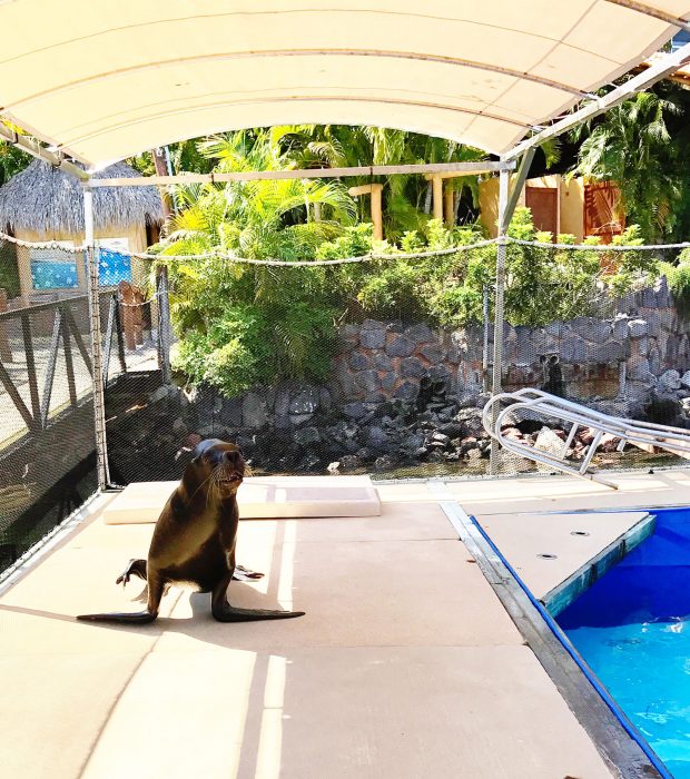 Have you dreamed of going to Puerto Vallarta? Follow me along on my fun day trip in PV! It was a day full of tacos, margaritas, swimming with sea lions and the BEST homemade churros I have ever had! 