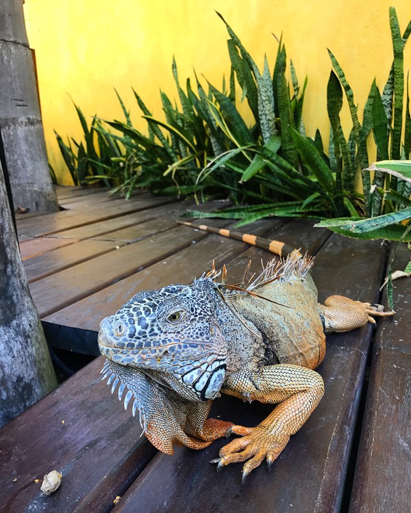 Have you dreamed of going to Puerto Vallarta? Follow me along on my fun day trip in PV! It was a day full of tacos, margaritas, swimming with sea lions and the BEST homemade churros I have ever had! 
