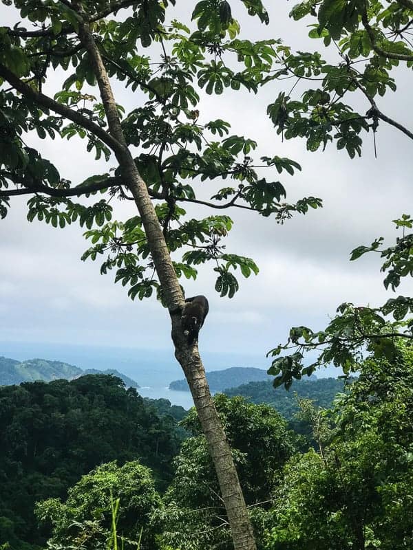 This Costa Rica travel guide will show you where to stay, eat and have fun! If you have never been to Costa Rica you're going to want to book a trip ASAP! 