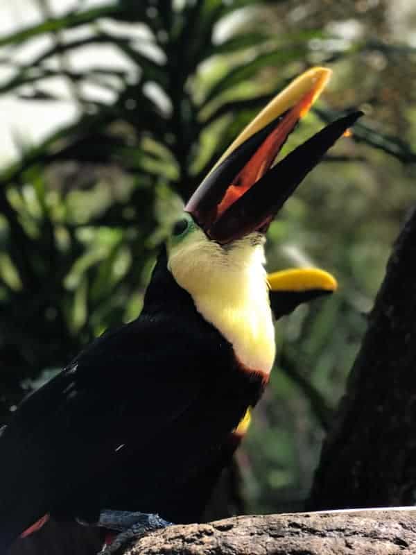 This Costa Rica travel guide will show you where to stay, eat and have fun! If you have never been to Costa Rica you're going to want to book a trip ASAP! 