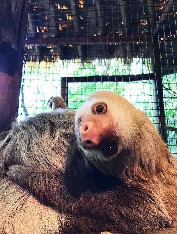 This Costa Rica travel guide will show you where to stay, eat and have fun! If you have never been to Costa Rica you're going to want to book a trip ASAP! 