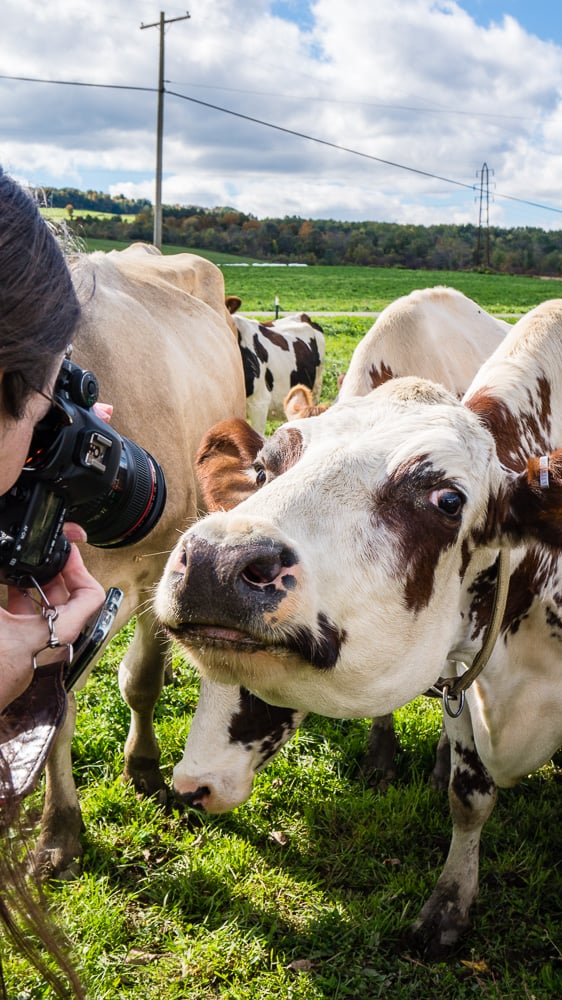 If you have always wondered what it’s like to visit a dairy farm I have you covered! Back in October, I toured Dellavale Farm and their new Cabot Creamery Co-operative plaid barn. I also got up close and personal with a few cute cows! You'll love this dairy farm tour!