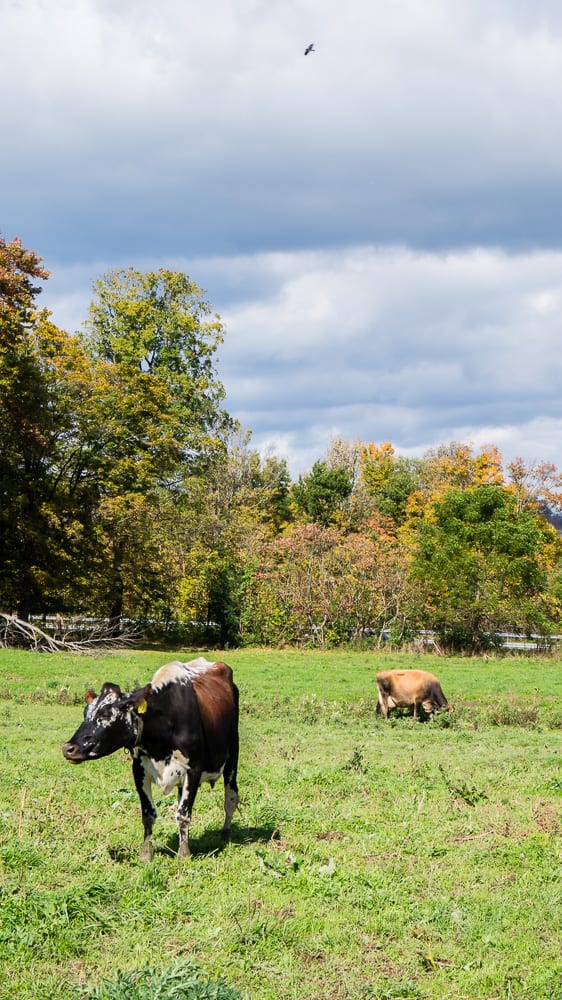 If you have always wondered what it’s like to visit a dairy farm I have you covered! Back in October, I toured Dellavale Farm and their new Cabot Creamery Co-operative plaid barn. I also got up close and personal with a few cute cows! You'll love this dairy farm tour!