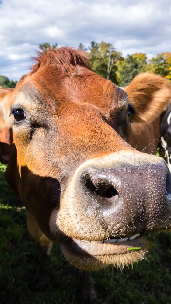 If you have always wondered what it’s like to visit a dairy farm I have you covered! Back in October, I toured Dellavale Farm and their new Cabot Creamery Co-operative plaid barn. I also got up close and personal with a few cute cows! You'll love this dairy farm tour!