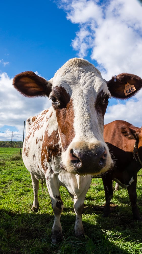 If you have always wondered what it’s like to visit a dairy farm I have you covered! Back in October, I toured Dellavale Farm and their new Cabot Creamery Co-operative plaid barn. I also got up close and personal with a few cute cows! You'll love this dairy farm tour!