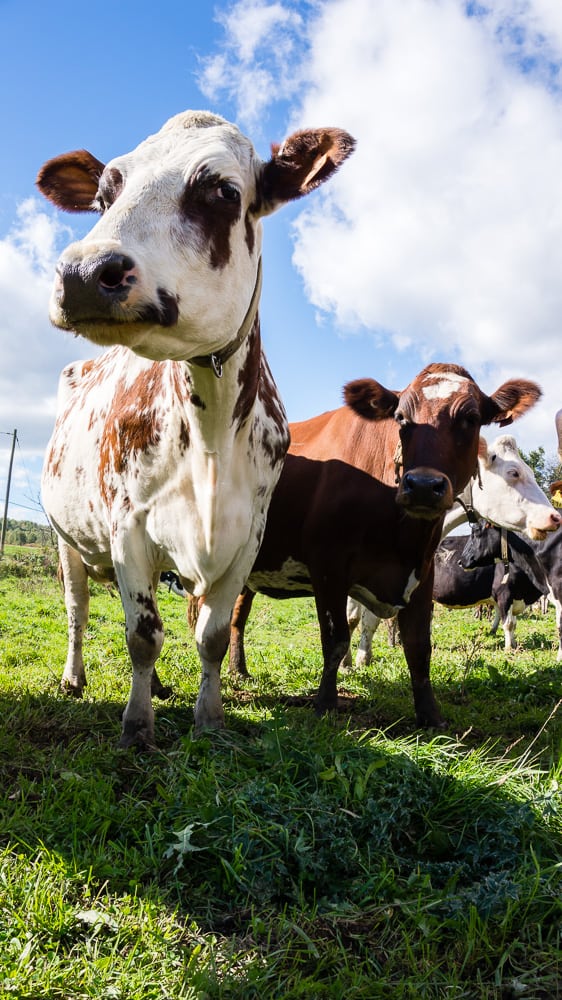 If you have always wondered what it’s like to visit a dairy farm I have you covered! Back in October, I toured Dellavale Farm and their new Cabot Creamery Co-operative plaid barn. I also got up close and personal with a few cute cows! You'll love this dairy farm tour!