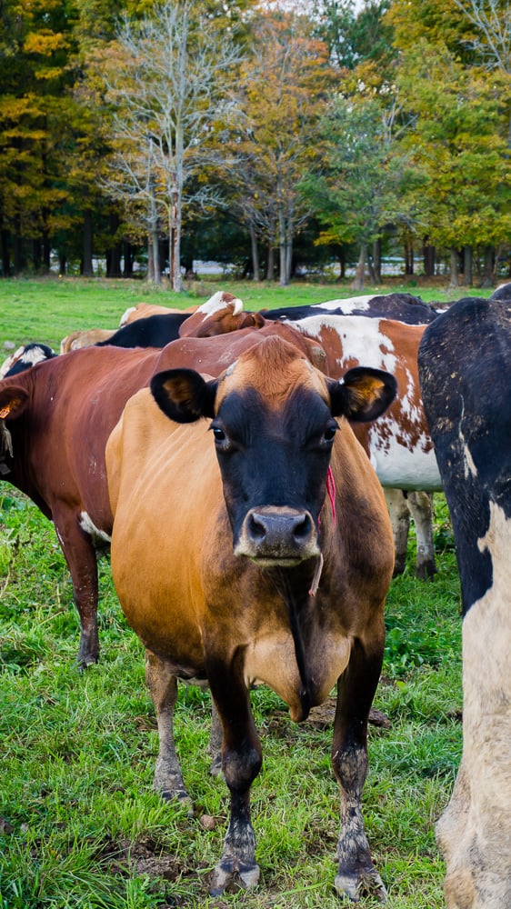 If you have always wondered what it’s like to visit a dairy farm I have you covered! Back in October, I toured Dellavale Farm and their new Cabot Creamery Co-operative plaid barn. I also got up close and personal with a few cute cows! You'll love this dairy farm tour!