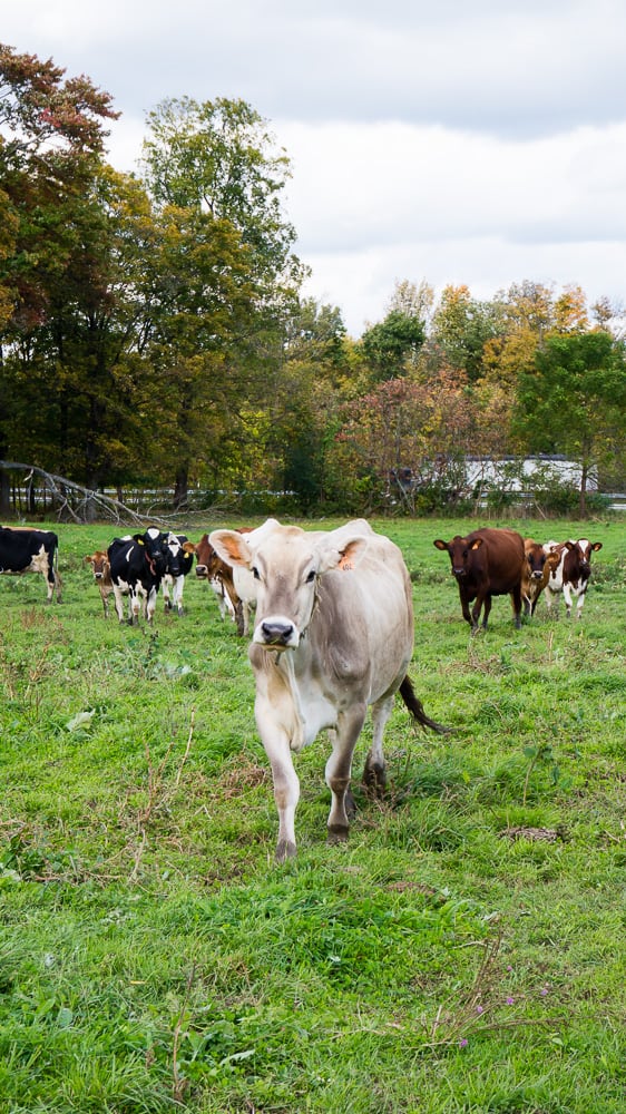 If you have always wondered what it’s like to visit a dairy farm I have you covered! Back in October, I toured Dellavale Farm and their new Cabot Creamery Co-operative plaid barn. I also got up close and personal with a few cute cows! You'll love this dairy farm tour!