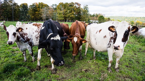If you have always wondered what it’s like to visit a dairy farm I have you covered! Back in October, I toured Dellavale Farm and their new Cabot Creamery Co-operative plaid barn. I also got up close and personal with a few cute cows! You'll love this dairy farm tour!