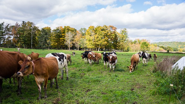 If you have always wondered what it’s like to visit a dairy farm I have you covered! Back in October, I toured Dellavale Farm and their new Cabot Creamery Co-operative plaid barn. I also got up close and personal with a few cute cows! You'll love this dairy farm tour!