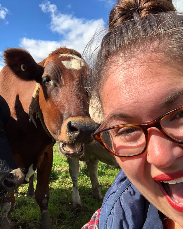 If you have always wondered what it’s like to visit a dairy farm I have you covered! Back in October, I toured Dellavale Farm and their new Cabot Creamery Co-operative plaid barn. I also got up close and personal with a few cute cows! You'll love this dairy farm tour!