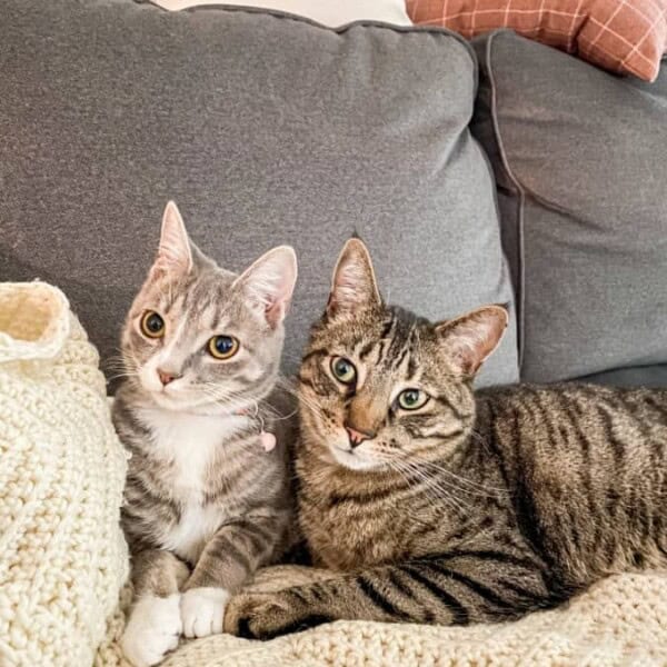 2 cats sitting on a couch sitting close to each other