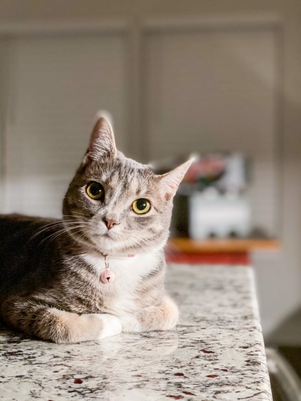 a grey cat sitting on the counter