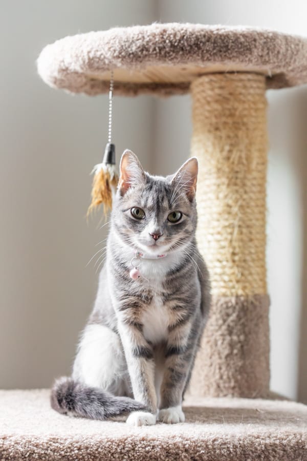 a grey cat sitting on the platform of a kitty condo
