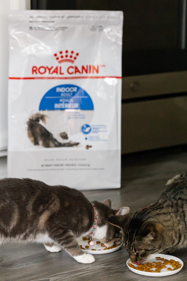 2 cats eating royal canin cat food