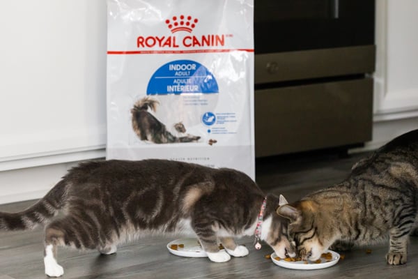 2 cats eating royal canin food