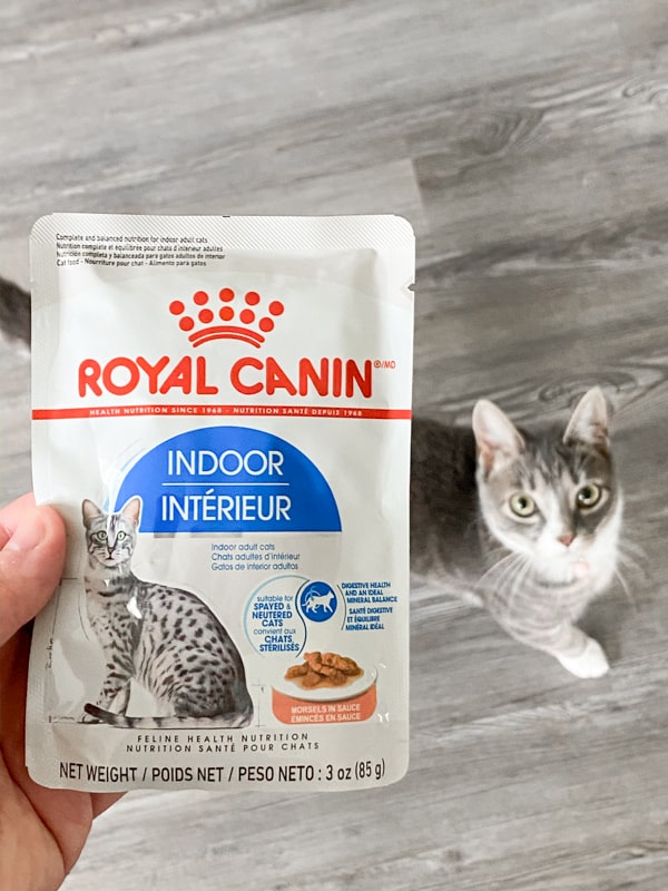 a package of royal canin wet cat food with a grey kitty in the background