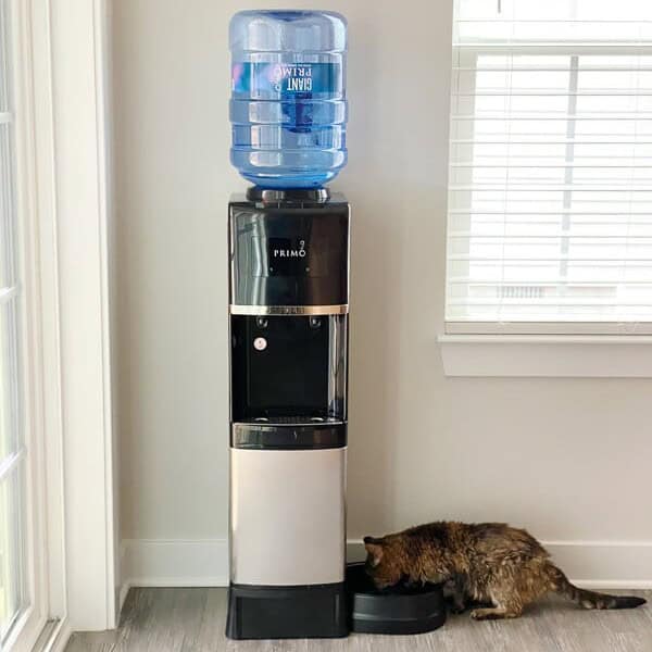 cat drinking from the pet water fountain